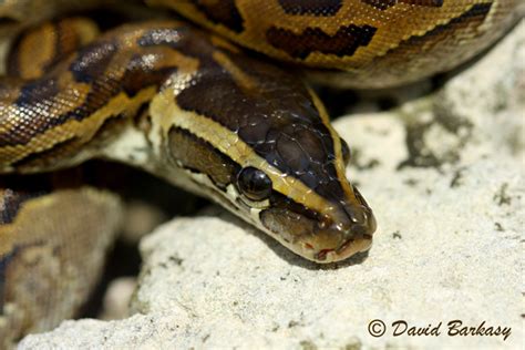 The Joys of Reptile Keeping and Awesome Reptiles: African Rock Python ...