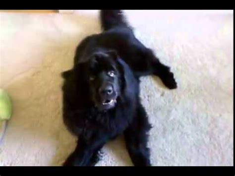 Dog complains about performing tricks - YouTube