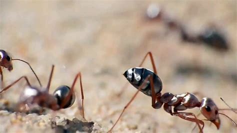 The answer to how the Saharan Silver ant manages to stay cool under great temperatures