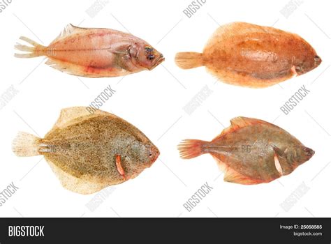 Flatfish Group Image & Photo (Free Trial) | Bigstock