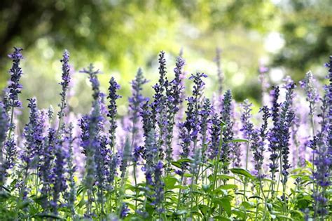 Hyssop Plant: Best Varieties, Growing Guide, Care, Problems, and Harvest