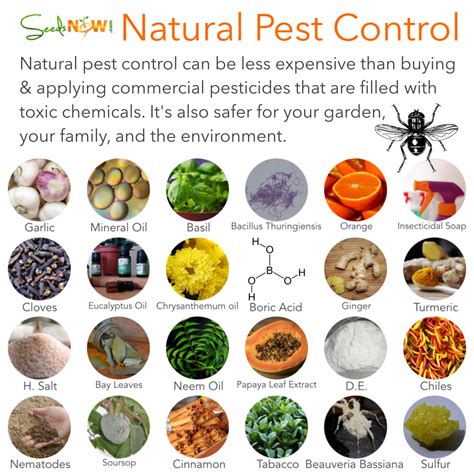 Natural Pest Control Methods