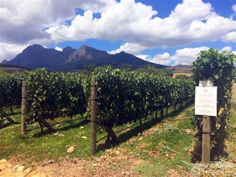 Babylonstoren Wine Tasting & Cellar Tour | Inspired Living SA