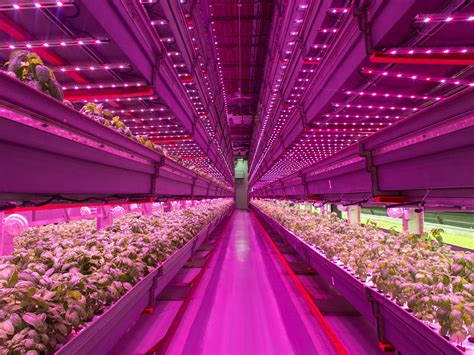 Indoor vertical farm is the future of agriculture - Business Insider