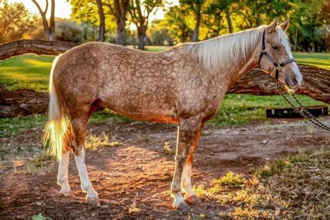 Dapple Palomino Horse Photos, Breeds, and Where to Buy - Helpful Horse Hints