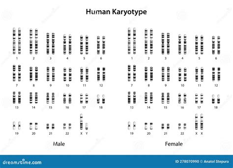 Pair Of Chromosomal Crossover And Replication Process Royalty-Free Stock Photography ...