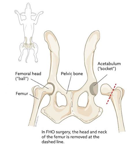 Hip Dysplasia - What You Need To Know - My Vet Animal Hospital