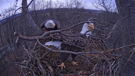 WATCH a Pair of Pennsylvania Bald Eagles Raise Their Young | Haverford, PA Patch