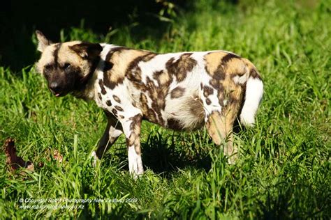 All Albino Animals: Albino African Wild Dog | White African Wild Dog.