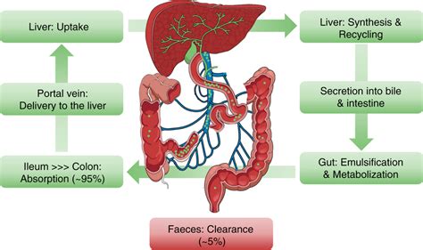 Enterohepatic circulation of bile acids: anatomical overview. Primary... | Download Scientific ...