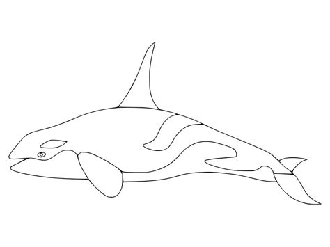 Killer Whale (Orca) Coloring Pages - Free Printable Coloring Pages for Kids