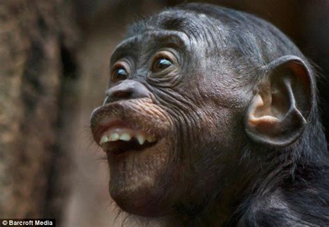 Monkey see, monkey do: The remarkably human faces pulled by our primate cousins | Smiling ...