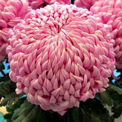 Chinese mum Seeds Rare Perennial Flower Seeds Indoor Bonsai Plants Chrysanthemum plant For Home ...