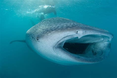 Whale sharks | ZuBlu