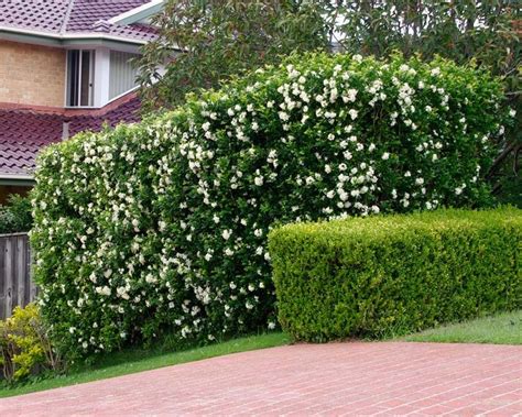 murraya paniculata hedge - Google Search | Murraya paniculata, Hedges, Garden hedges