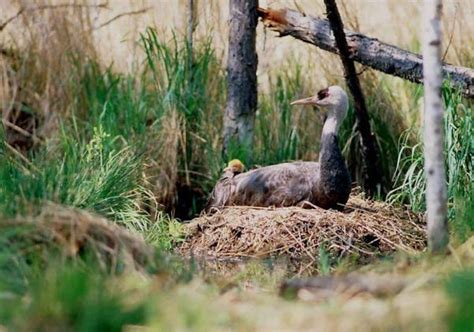 Conserving the secretive Hooded Crane, China | Whitley Award