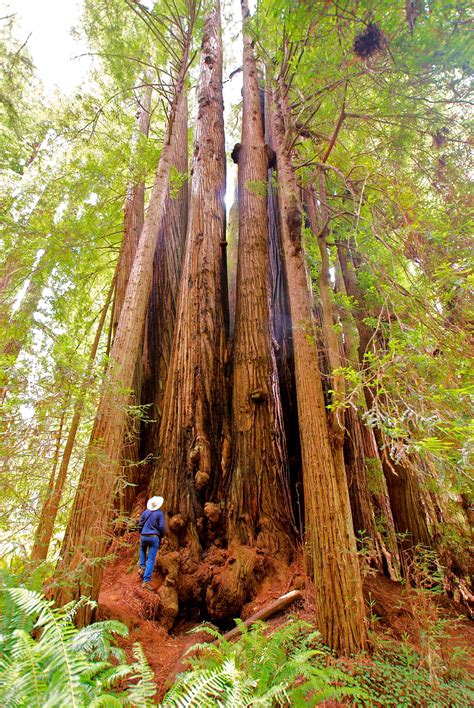 Prairie Creek Redwoods SP | Unique trees, Yosemite park, Nature