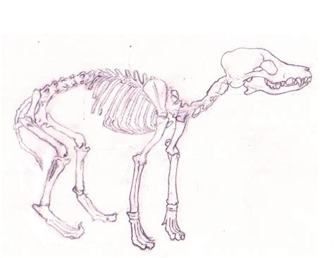 Bryce Atkinson: Life Drawing Dog Skeleton