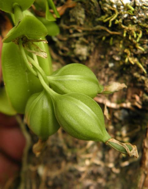 Epidendrum floridense (Florida Star Orchid ): Go Orchids