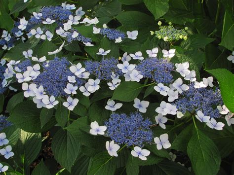 Gardening in Gwinnett: Bigleaf hydrangea blooms color the summer landscape