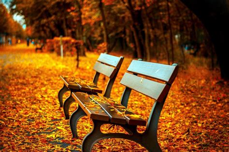 Free picture: bench, autumn, park