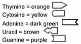 Dna Transcription Coloring Pages sketch template