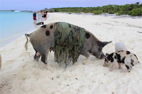 Reenacting the Bay of Pigs Invasion with pigs - jeremiah hulsebos-spofford