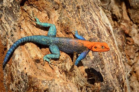 Red-headed Rock Agama or Rainbow Agama (Agama agama) is a species of Lizard from the Agamidae ...