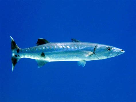 Great barracuda (Sphyraena barracuda)