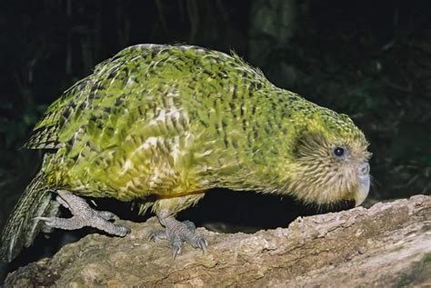 14 Kakapo Facts - Fact Animal