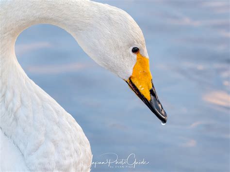 2018 Winter Wildlife Tour of Japan | Whooper Swans in Japan | Japan Photo Guide