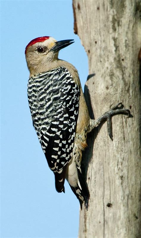 Red-crowned Woodpecker - Owen Deutsch Photography