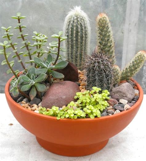 How to Make a Succulent Dish Garden | Step by Step Tutorial | Balcony Garden Web