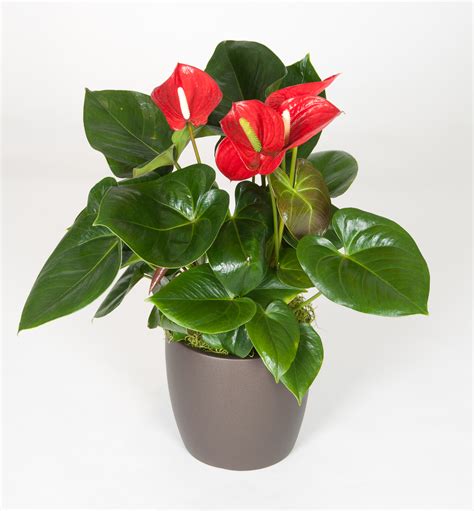 06in Anthurium Red - accessplants