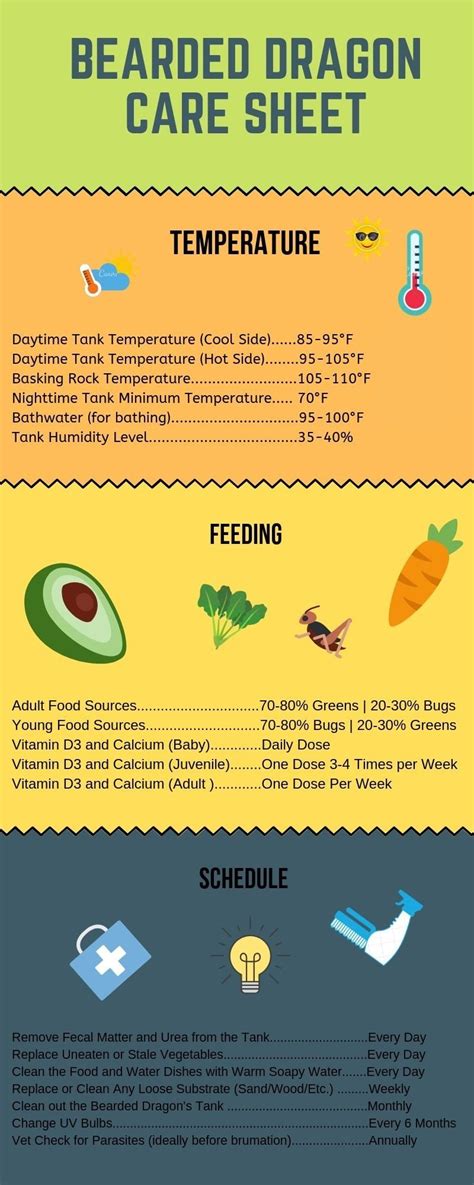 Complete Bearded Dragon Care Sheet For Beginners