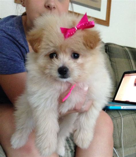 My 9 week old pomapoo puppy (Pomeranian and poodle mix)! (With images) | Love your pet, Pom pom ...