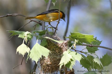 Baltimore Oriole Nest – Birding Pictures