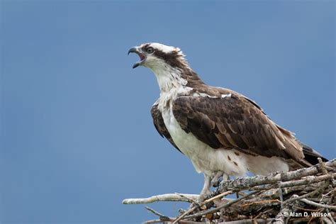 Osprey vs Eagle – How To Tell Them Apart