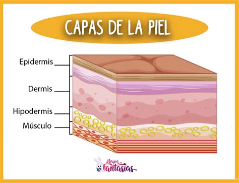 LA PIEL ® Qué es la piel, sus funciones y capas principales