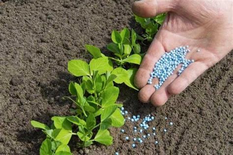 Reducing reliance on nitrogen fertilizers with biological nitrogen fixation