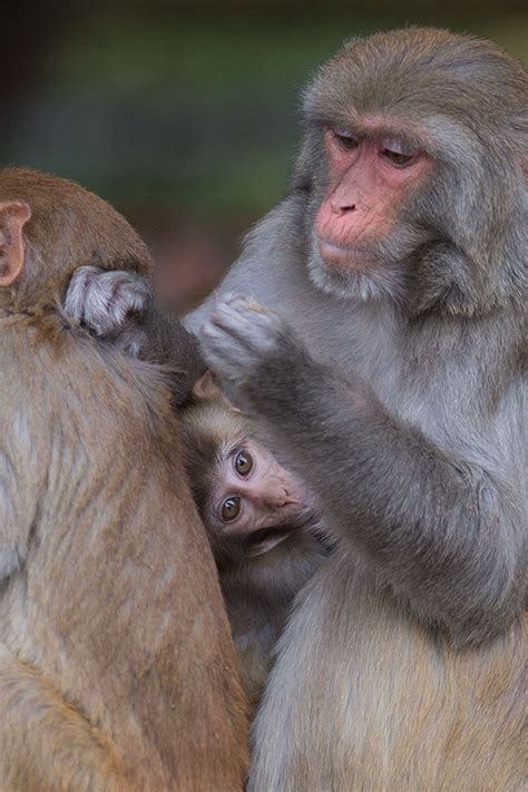 Rhesus monkey with baby grooming another monkey - Come See Our World