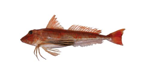 Seafood Species, Gurnard | Talley's limited