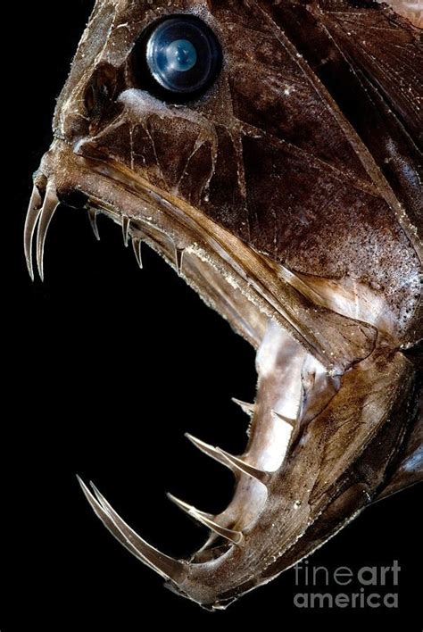 Fangtooth Fish Photograph - Fangtooth Fish Fine Art Print Deep Sea Creatures, Weird Creatures ...