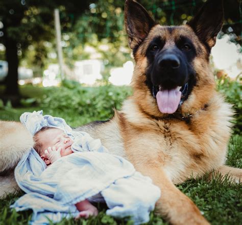 Incredible Newborn German Shepherd Puppies Crying References - Coherbal