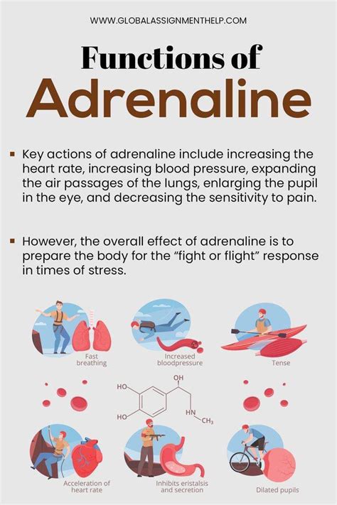 What is Adrenaline? Function Deficiency | Science Amino