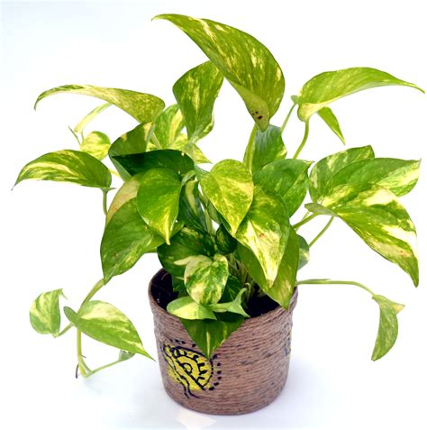 Money Plant | Plant Tissue Culture |Home & Office Plants - Flaberry.com