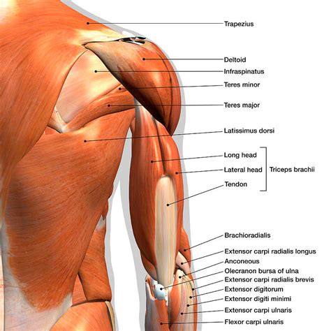 5 Best Tricep Exercises To Build Stronger Arms