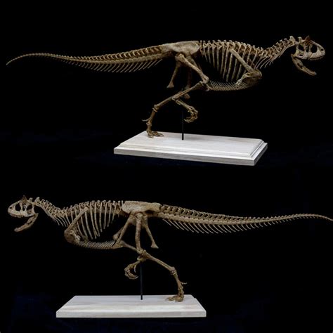 Carnotaurus Skeleton Model – Lana Time Shop