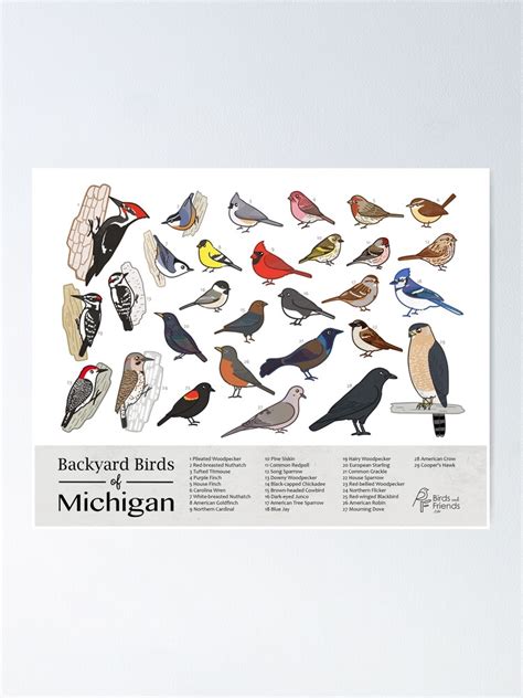 "Michigan - Backyard Birds of Michigan Field Guide Print - Bird Art ...