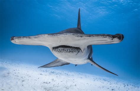 Hammerhead Shark Shocks Onlookers As It Chases A Stingray To Beach